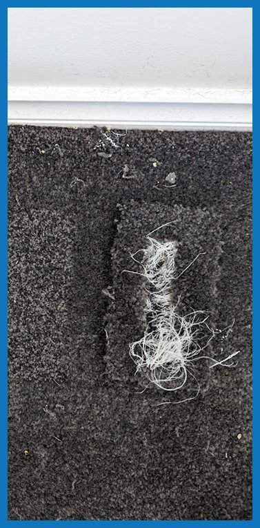 Carpet Cleaning Canberra