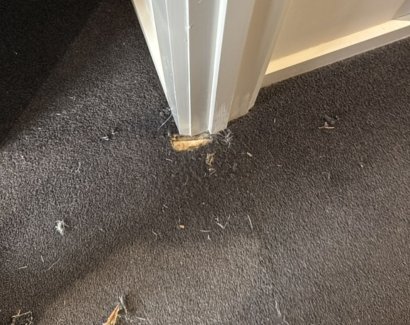 Mould Remediation & Removal